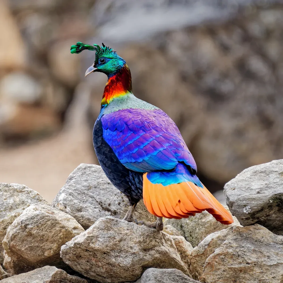 A Himalayan monal, the national bird of Nepal, in Sagarmatha National Park on Everest climbing tours