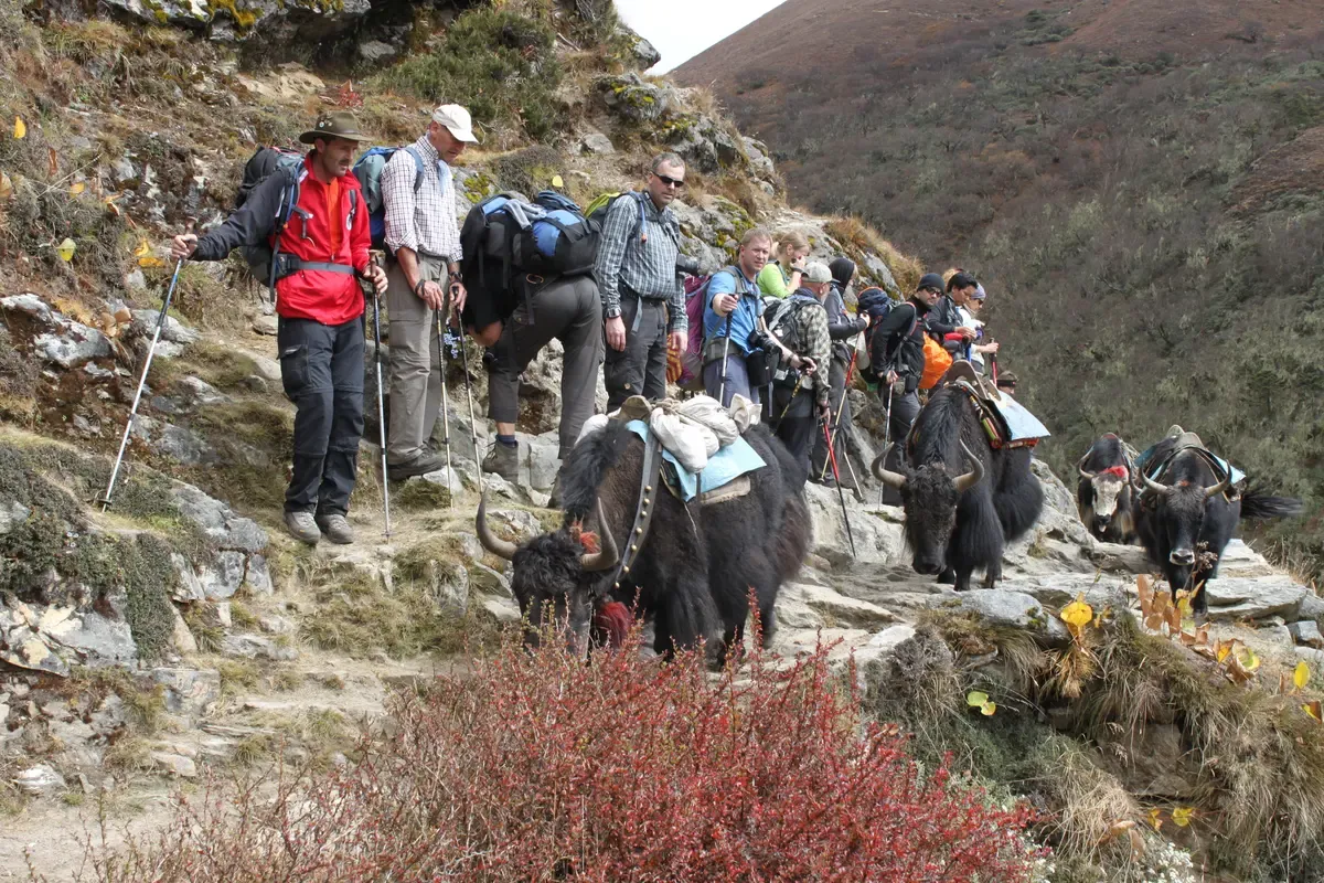 Trekkers and yaks on the trail at Orsho on Everest climbing tours to base camp, Nepal